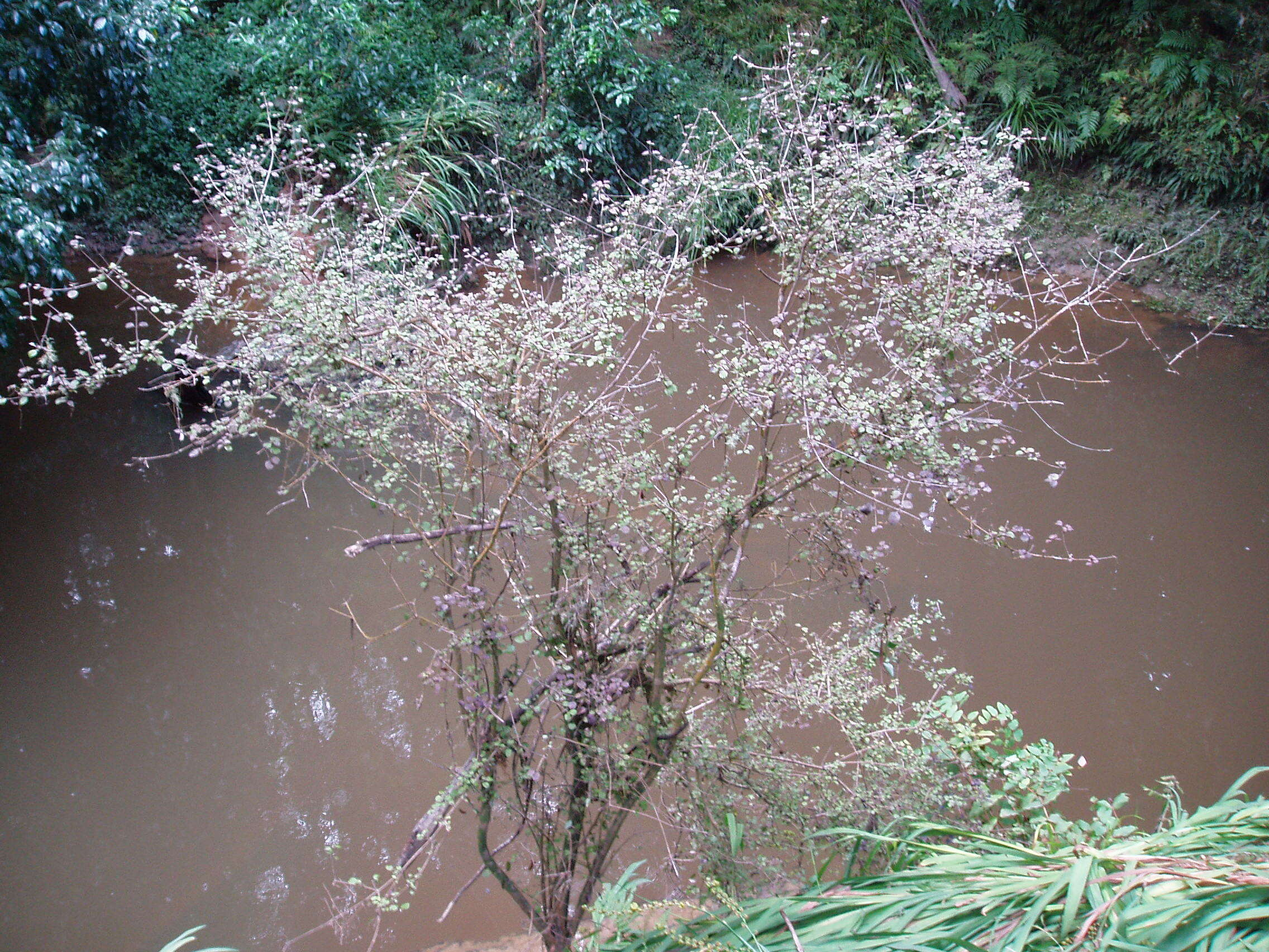 Image of Coprosma rotundifolia A. Cunn.