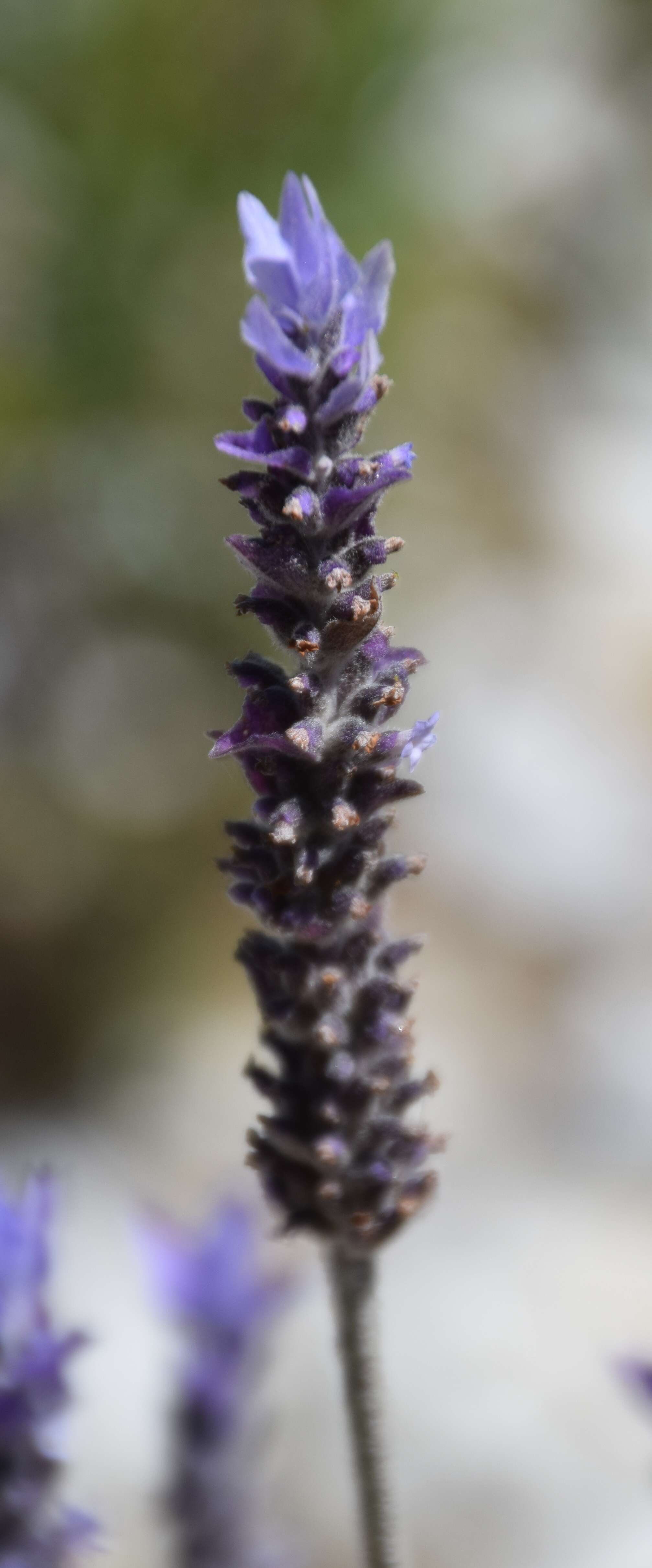 Image of French lavender