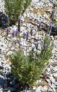 Image of French lavender