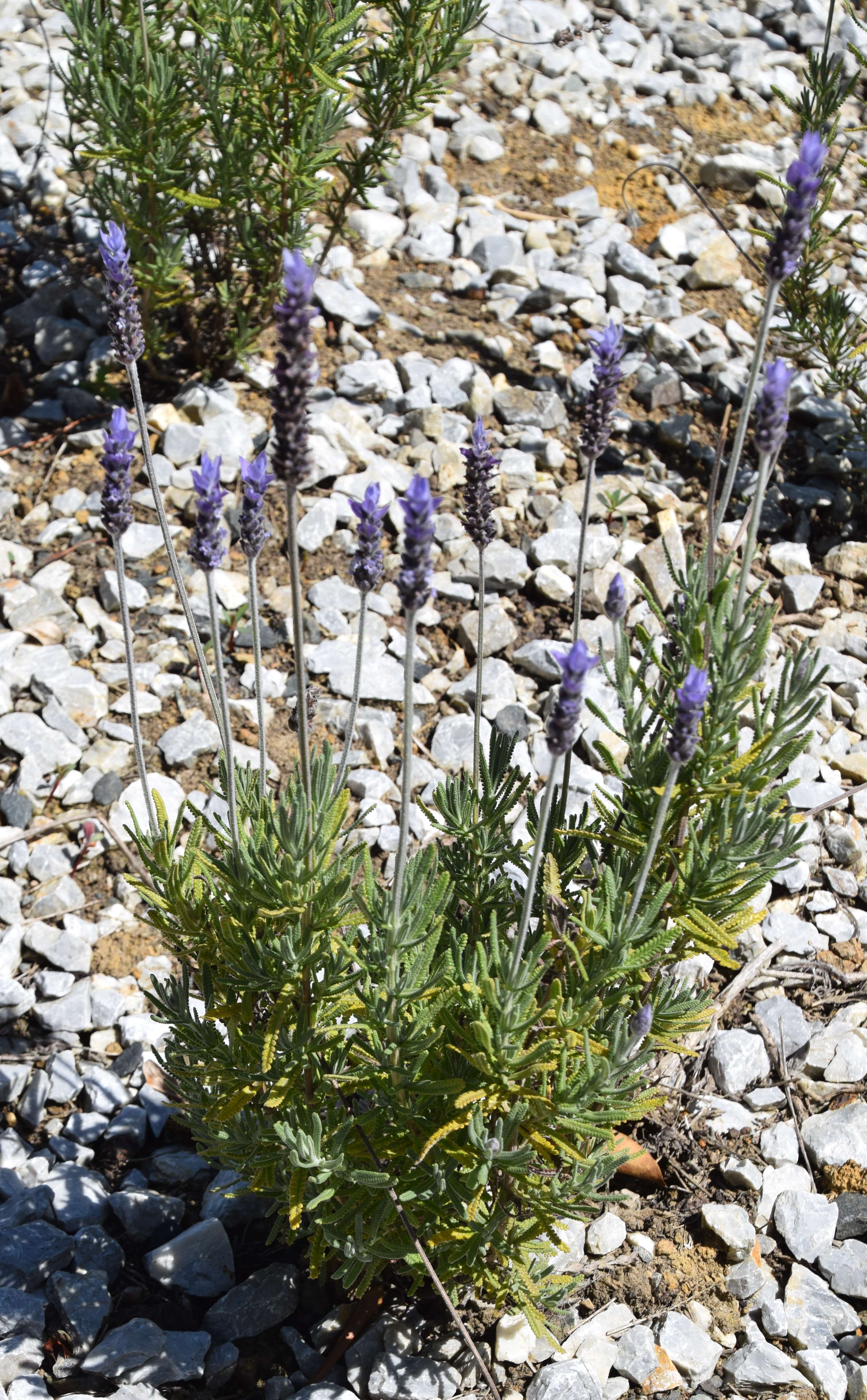 Image of French lavender