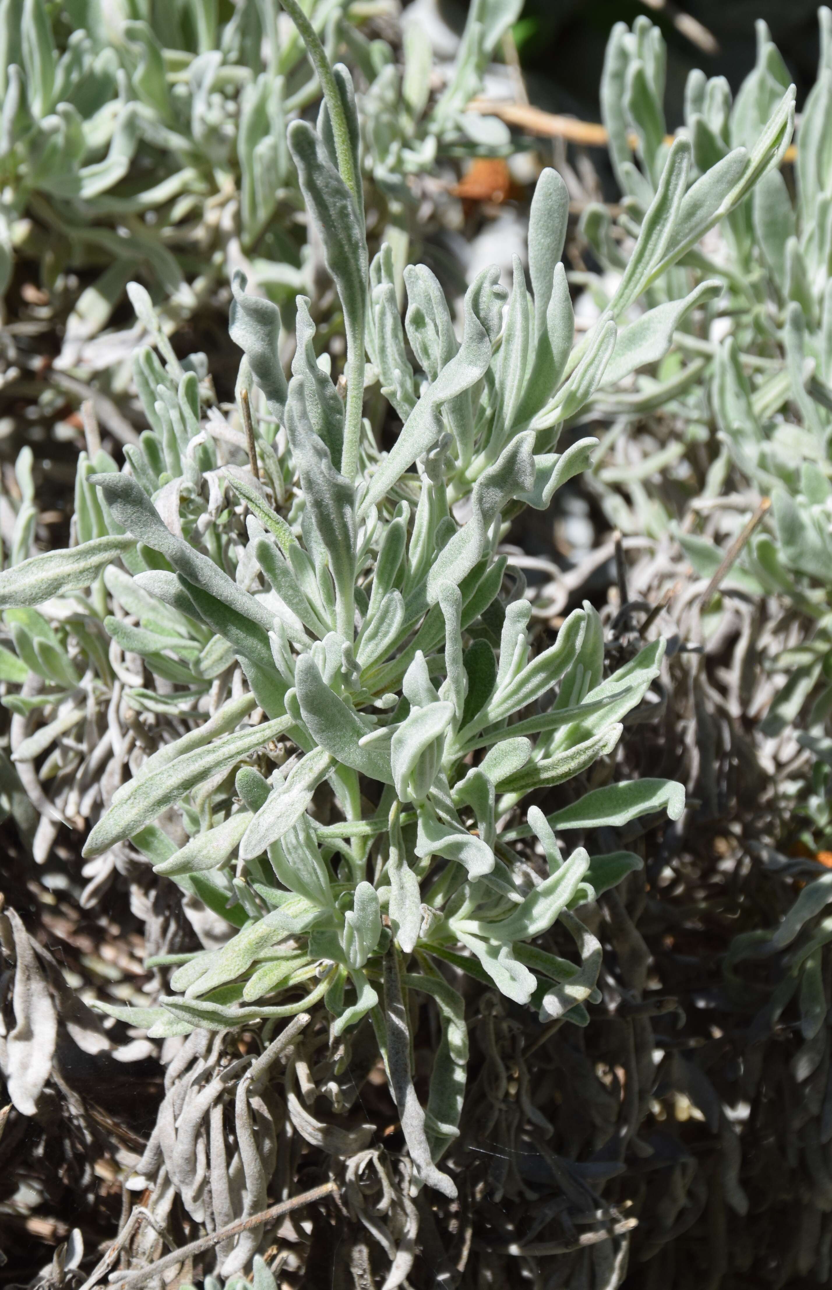 Image of Lavandula lanata Boiss.