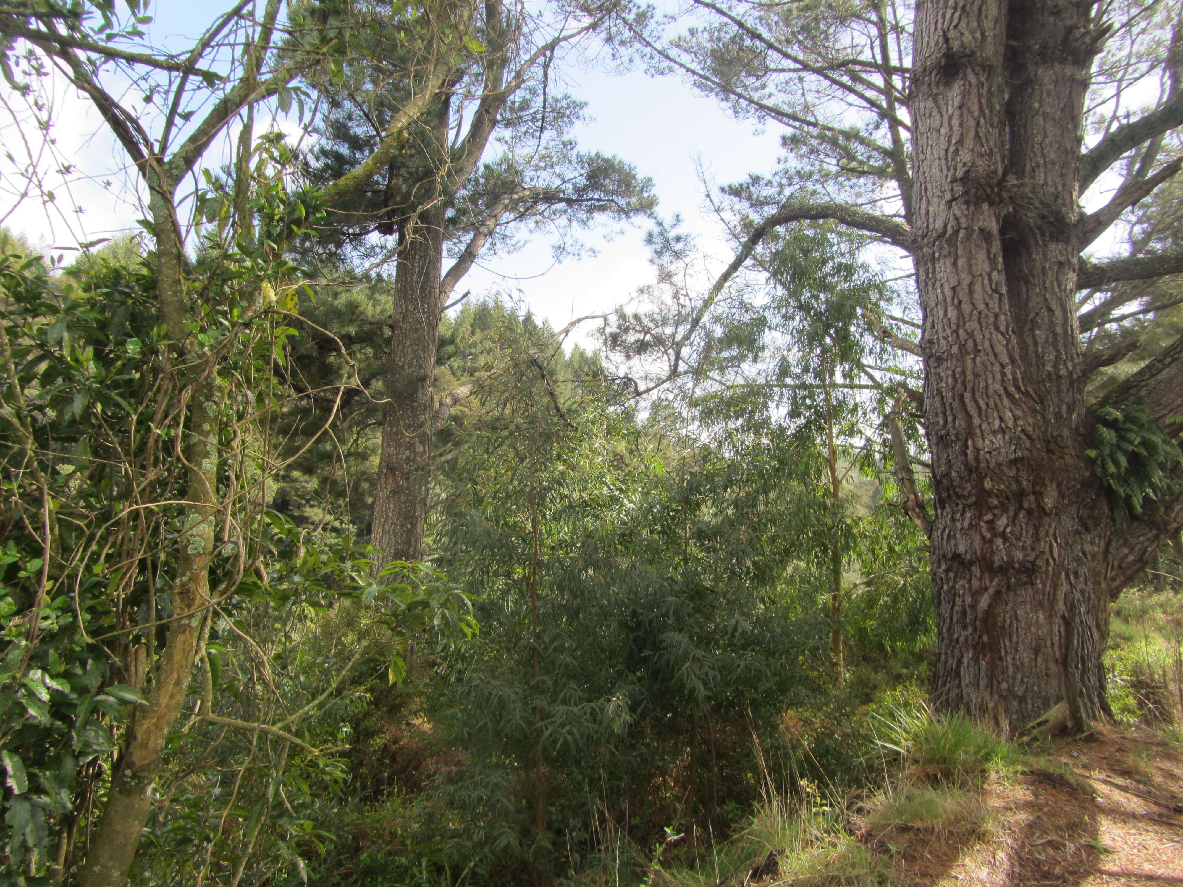 Eucalyptus radiata A. Cunn. ex DC. resmi