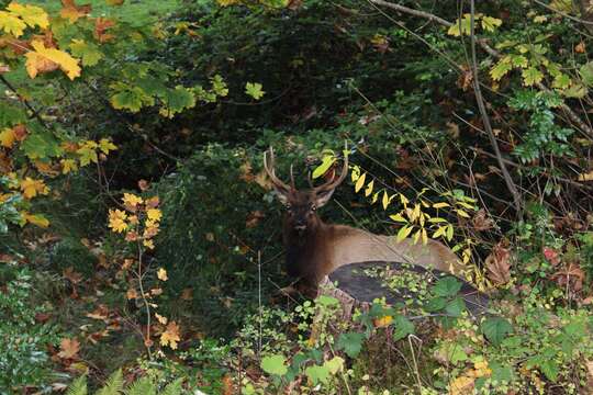 Cervus canadensis roosevelti的圖片