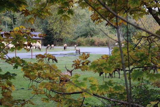 Cervus canadensis roosevelti的圖片