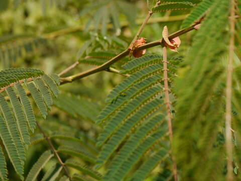 Image of Chinese albizia