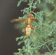 Image of Wasp