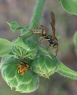 Image of Wasp