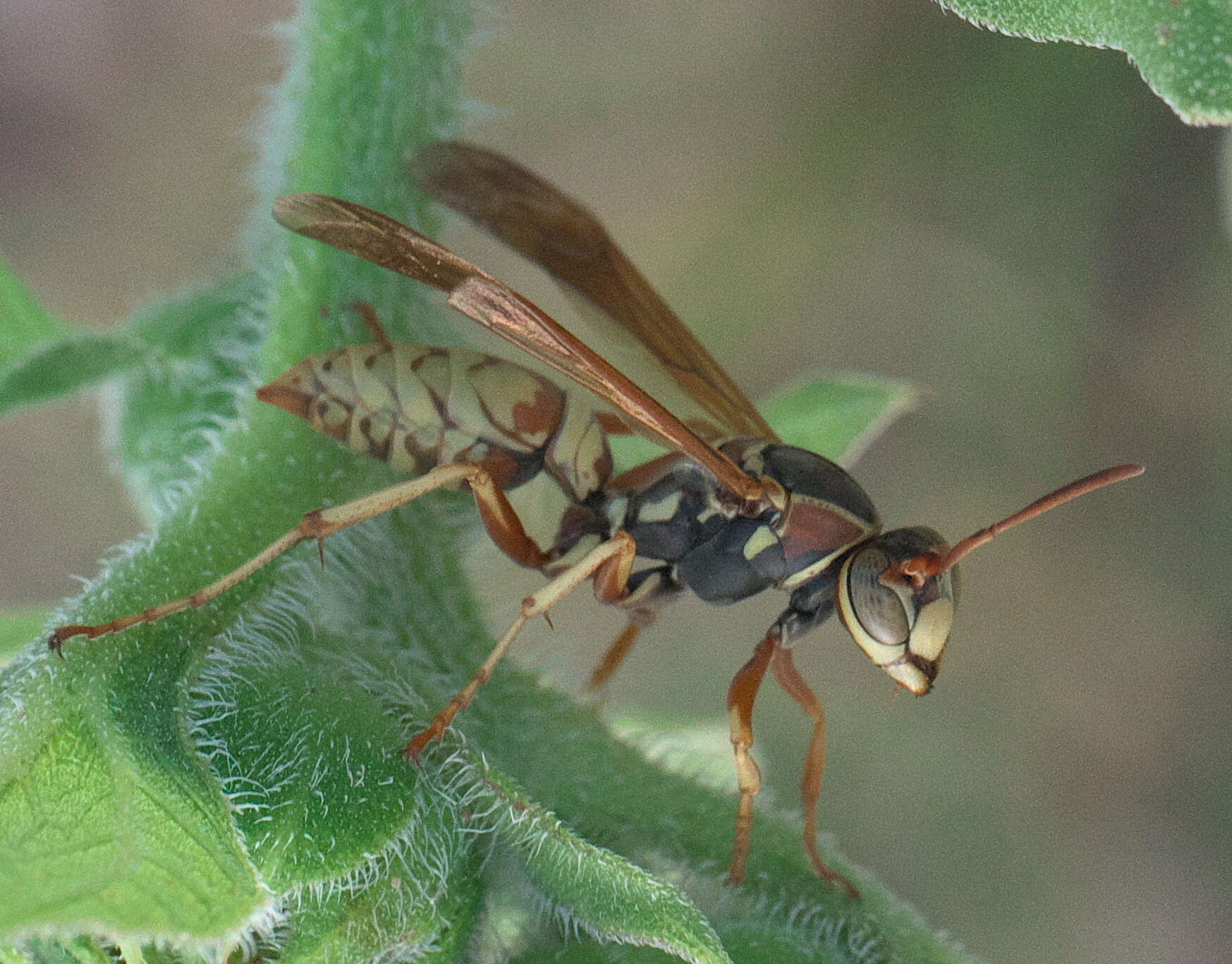 Image of Wasp