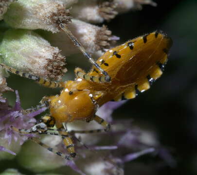 Image of Orange Assassin Bug