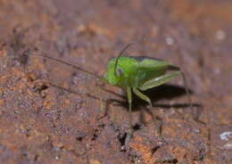 Image of Ornate Plant Bug