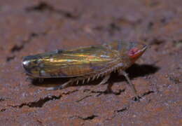 Image of Scaphoideus (Scaphoideus) atlantus Ball 1932