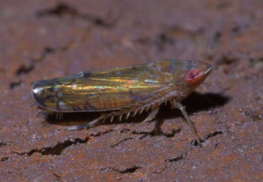 Image of Scaphoideus (Scaphoideus) atlantus Ball 1932