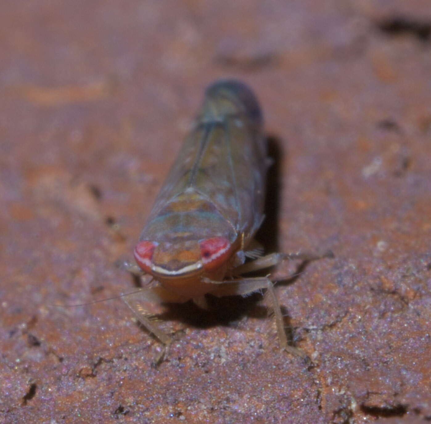 Image of Scaphoideus (Scaphoideus) atlantus Ball 1932