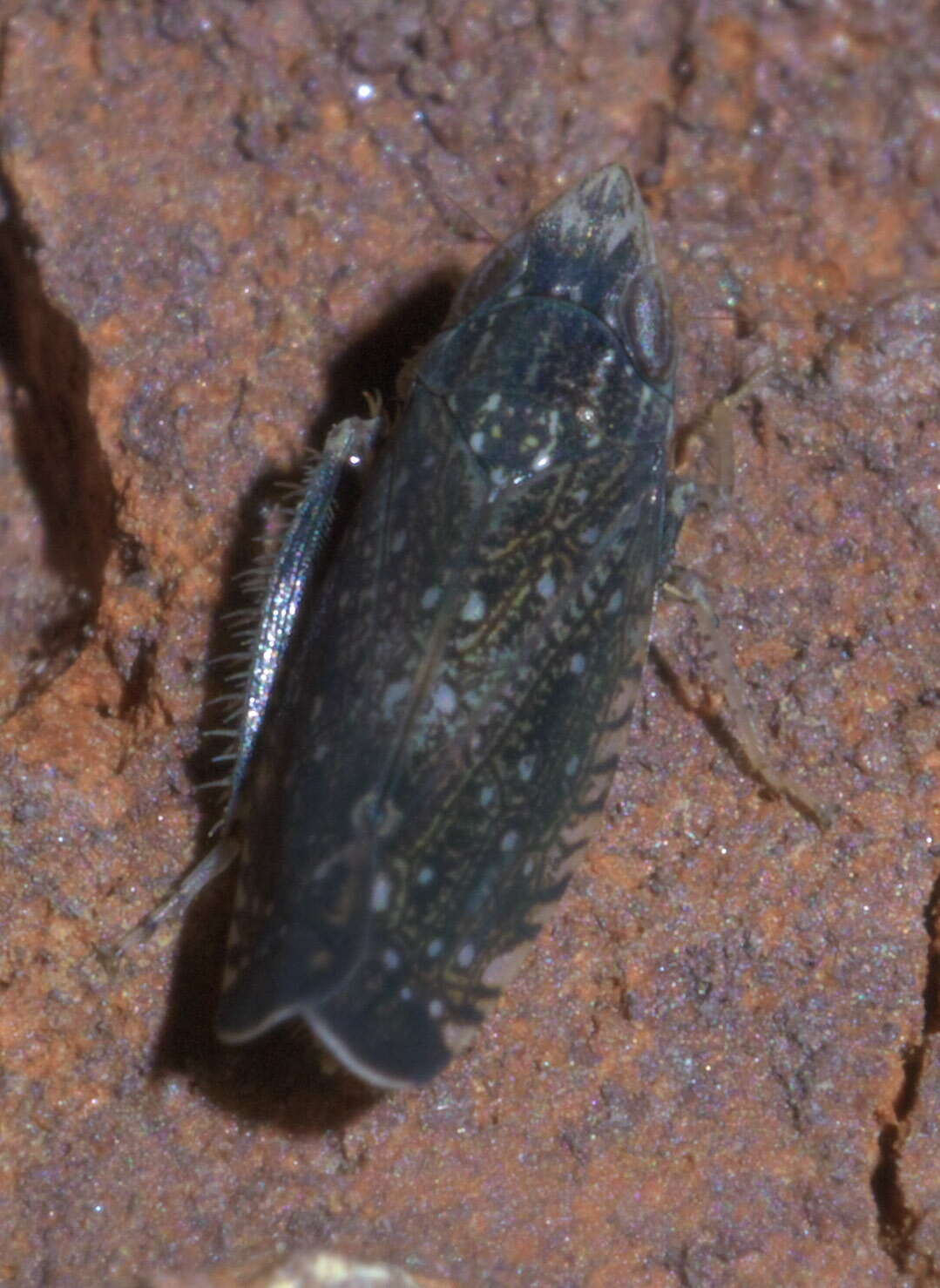 Image of Yellowfaced Leafhopper