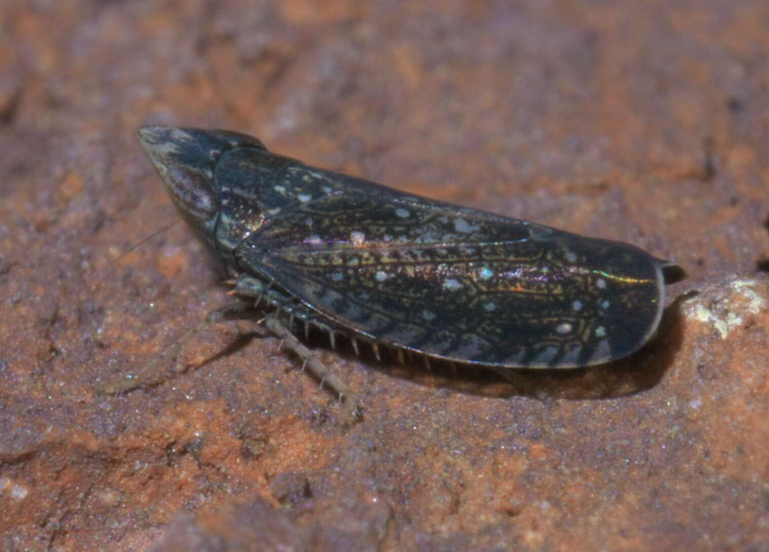 Image of Yellowfaced Leafhopper