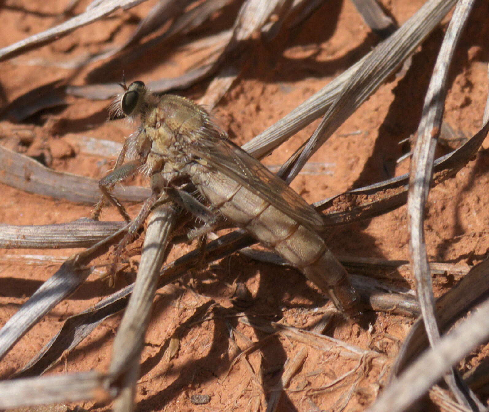 Image of robber flies