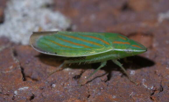 Image of Spangbergiella viridis Provancher 1872