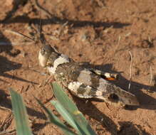 Image of Say's Grasshopper