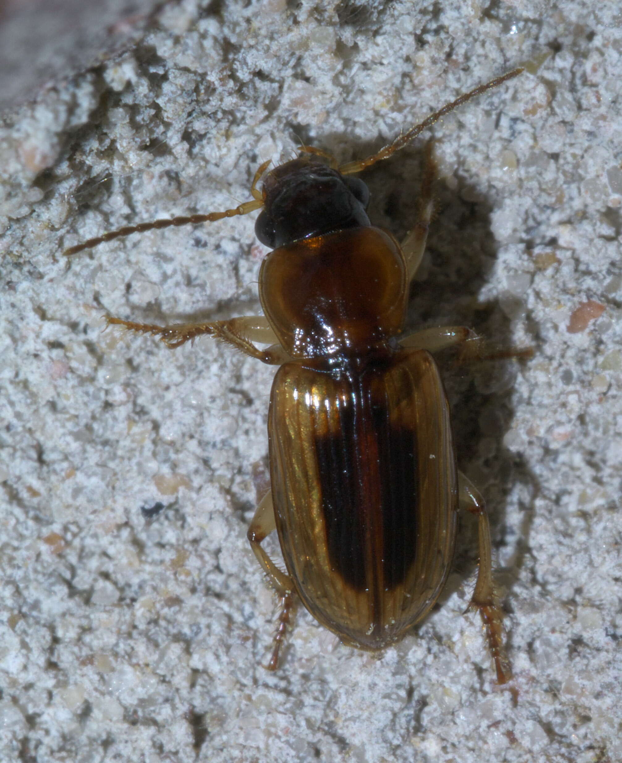 Image of LeConte's Seedcorn Beetle