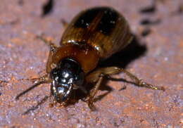 Image of LeConte's Seedcorn Beetle