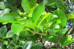 Image of Lonicera hildebrandiana Collett & Hemsl.