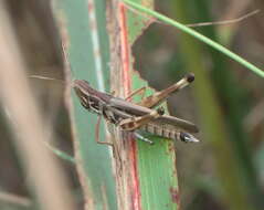 Image of Admirable Grasshopper