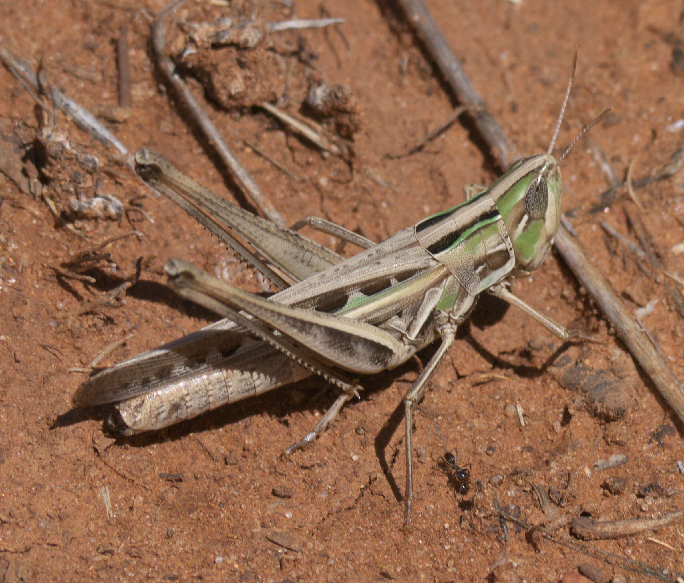 Image of Admirable Grasshopper