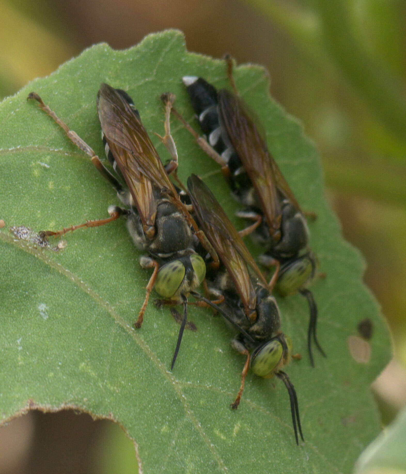 Plancia ëd Tachytes distinctus F. Smith 1856