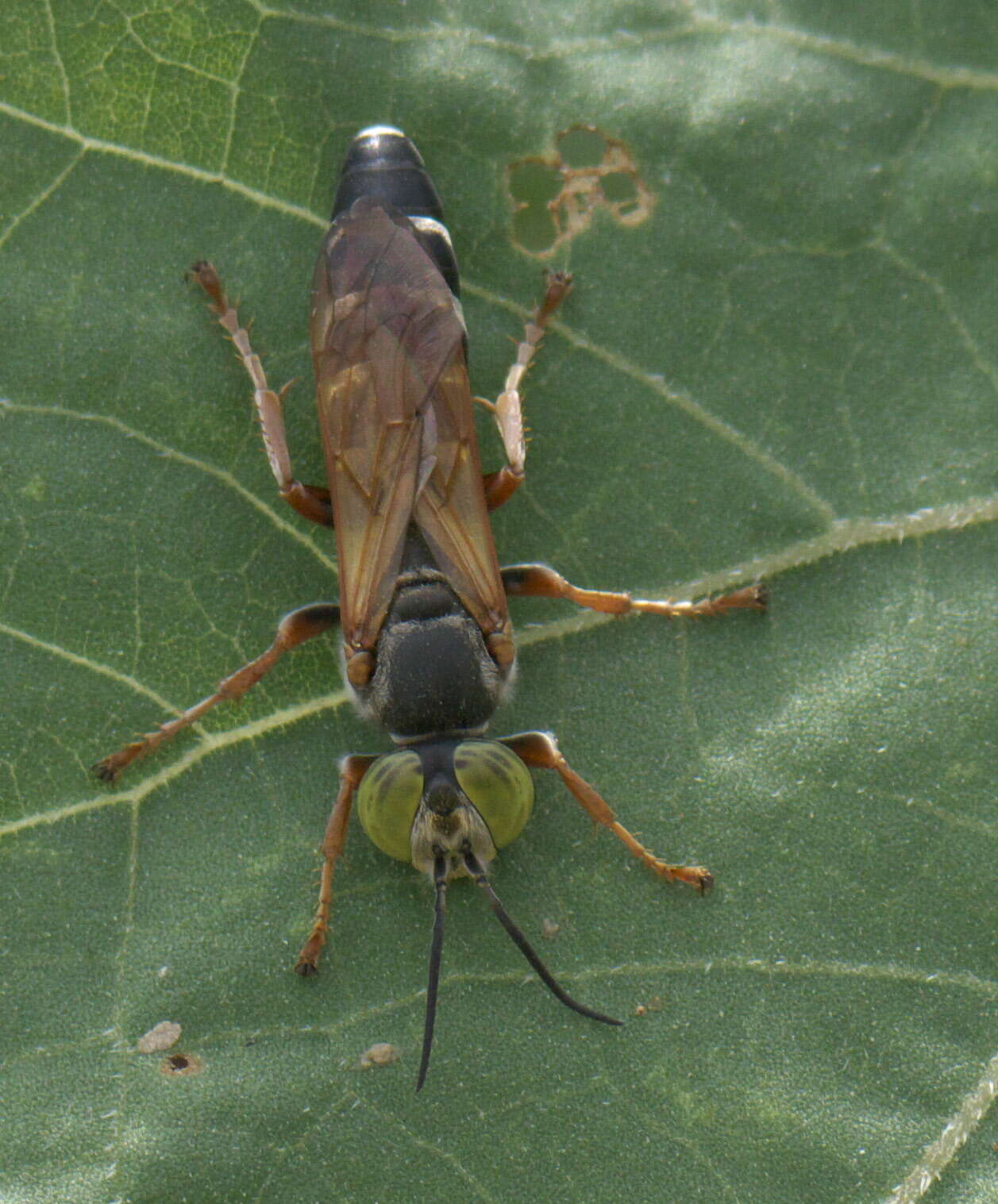 Plancia ëd Tachytes distinctus F. Smith 1856