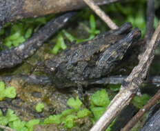 Image of Armored Pygmy Grasshopper