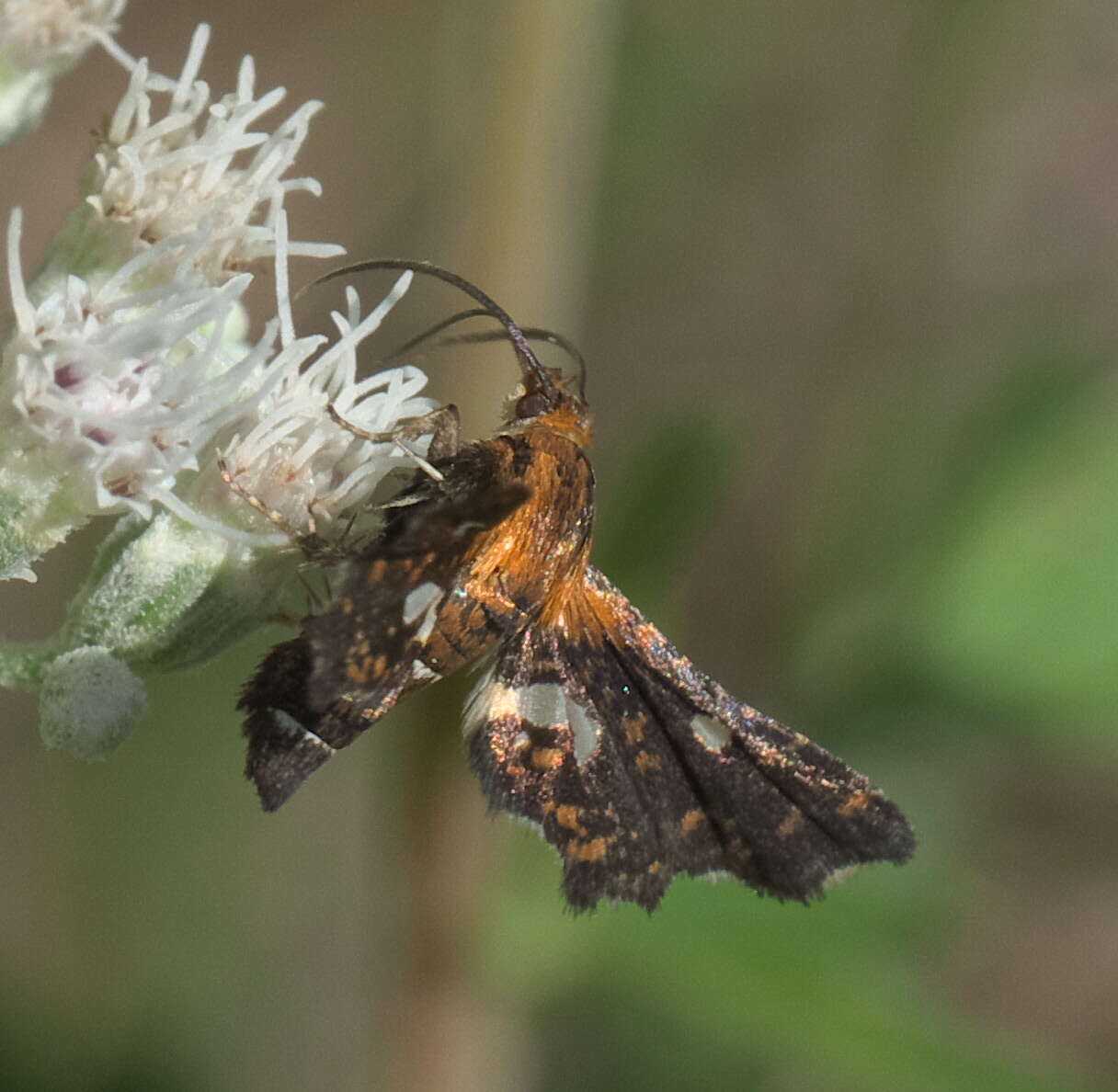 Image of Spotted Thyris