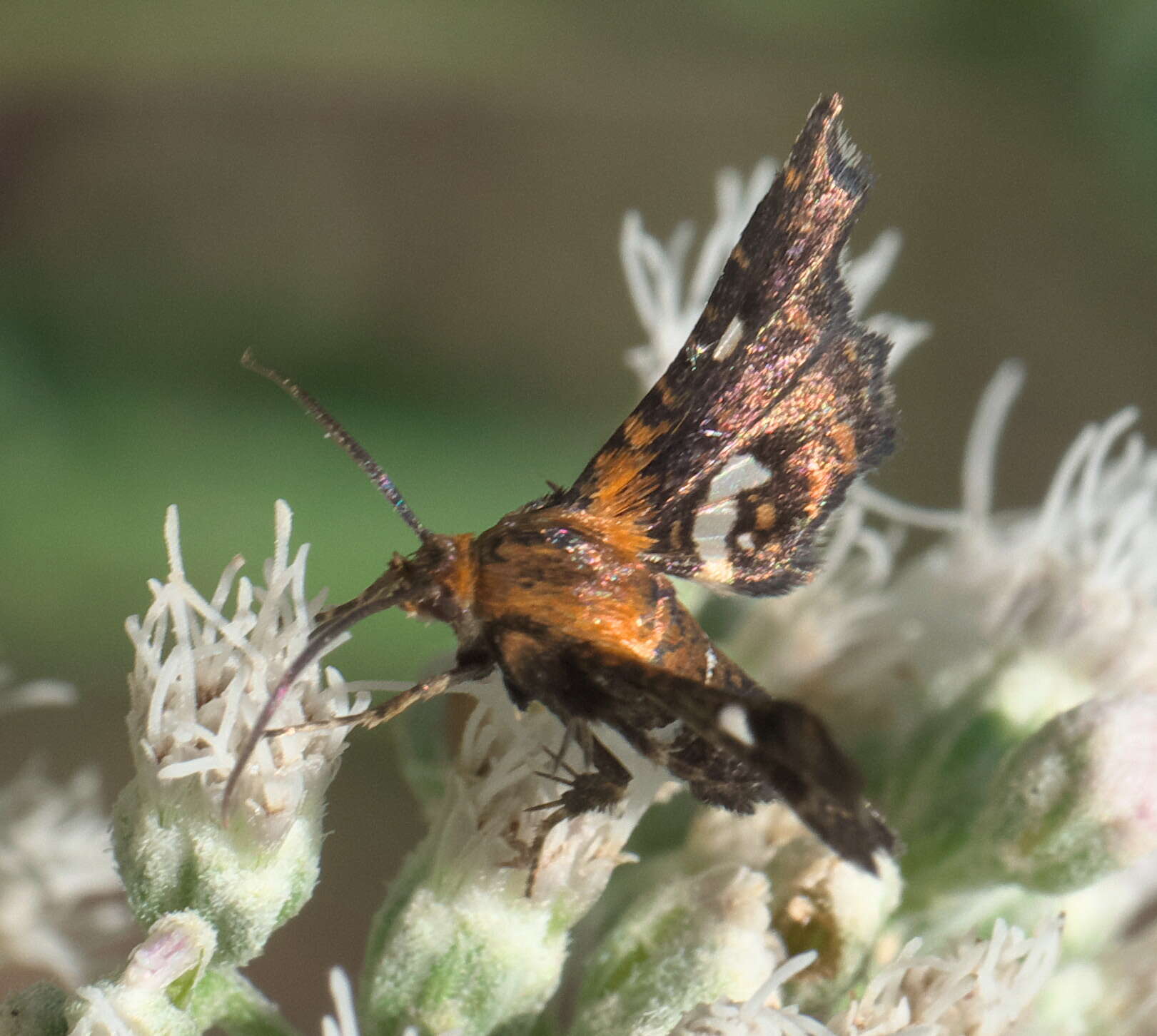 Image of Spotted Thyris