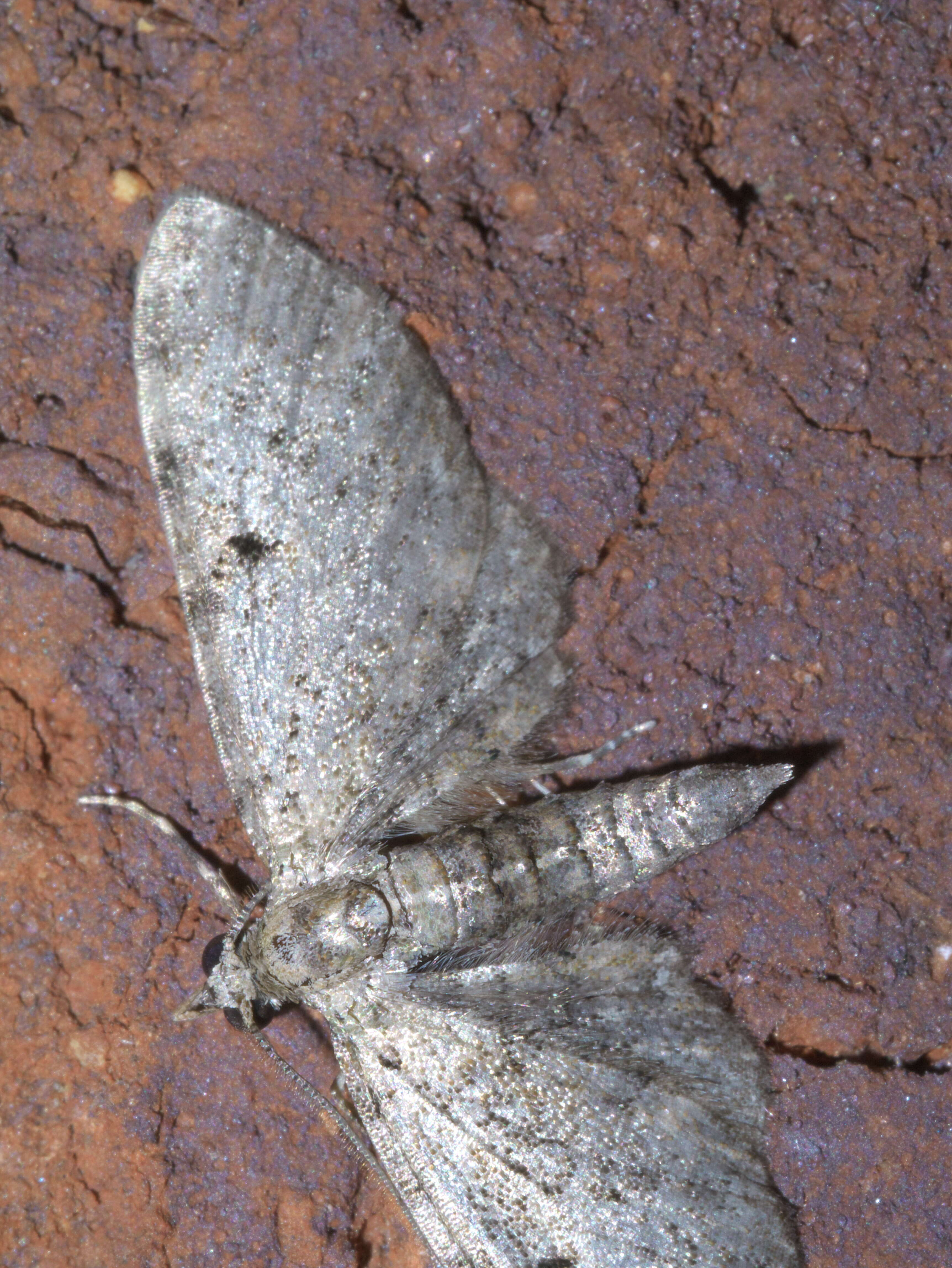 Image of Tornos scolopacinarius