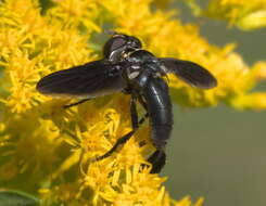 صورة Trichopoda lanipes (Fabricius 1805)