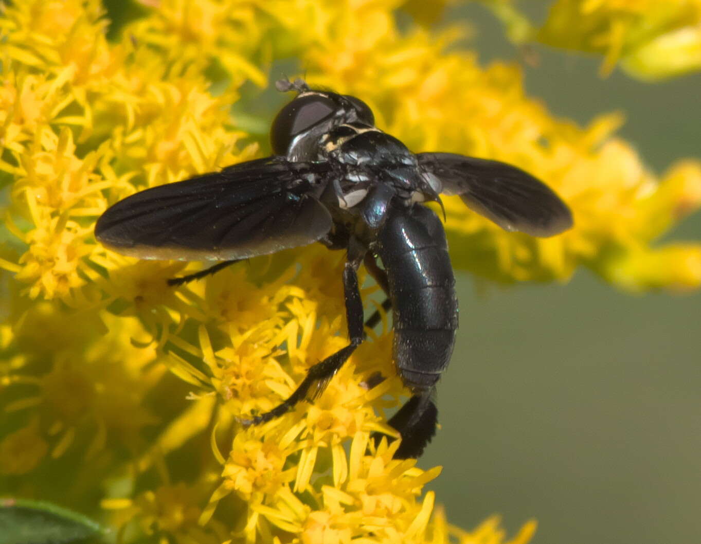 صورة Trichopoda lanipes (Fabricius 1805)