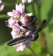 صورة Trichopoda lanipes (Fabricius 1805)