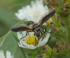 Imagem de Trichopoda plumipes (Fabricius 1805)