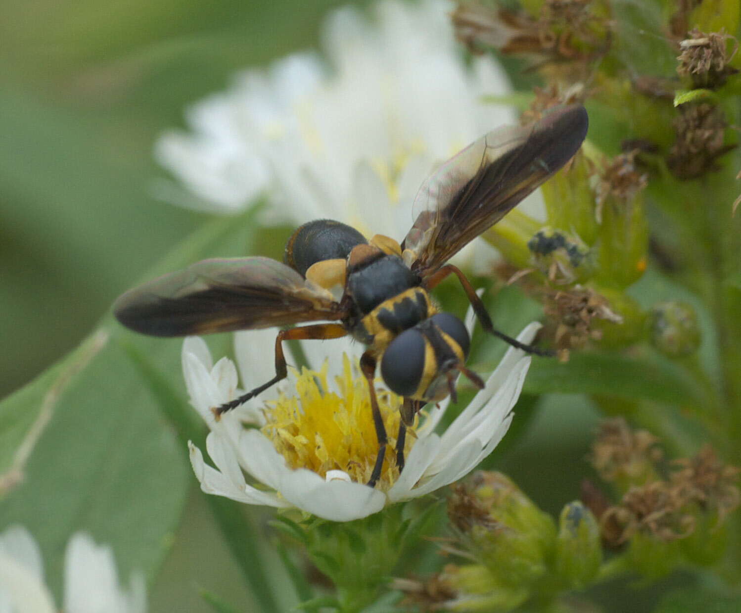 صورة Trichopoda plumipes (Fabricius 1805)