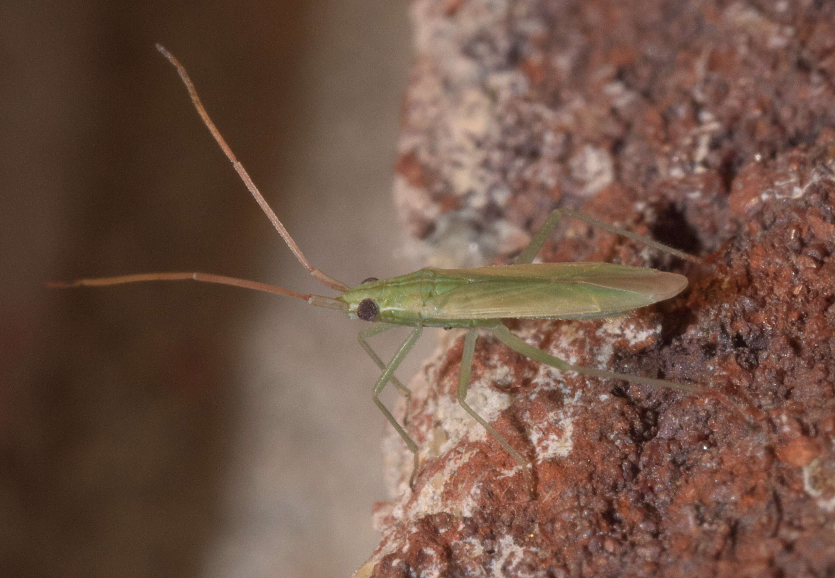 Trigonotylus caelestialium (Kirkaldy 1902)的圖片