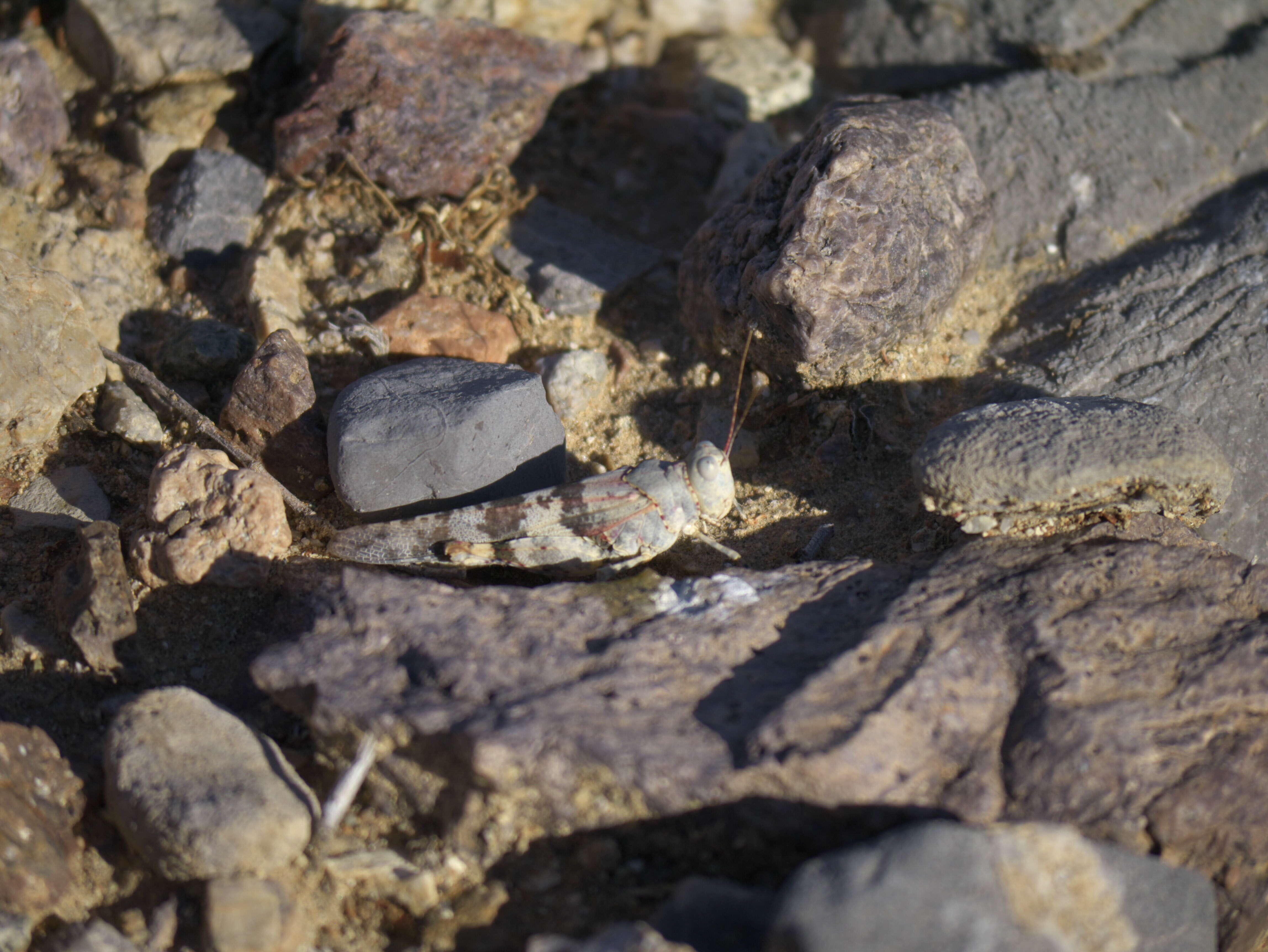 Trimerotropis californica Bruner & L. 1889 resmi