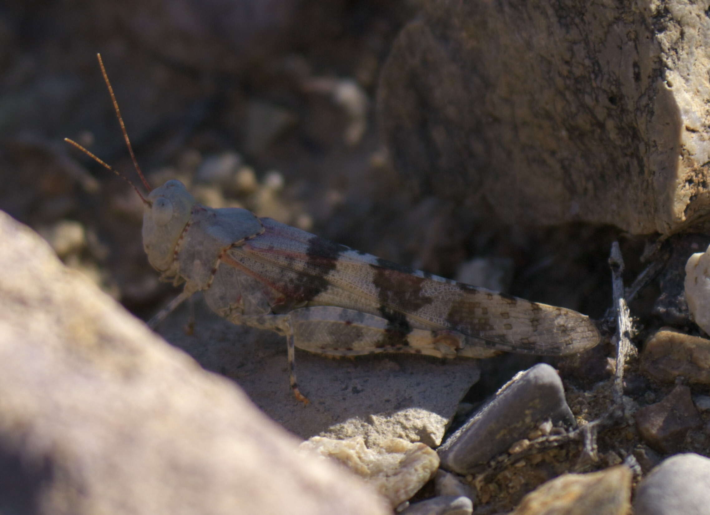 Trimerotropis californica Bruner & L. 1889 resmi