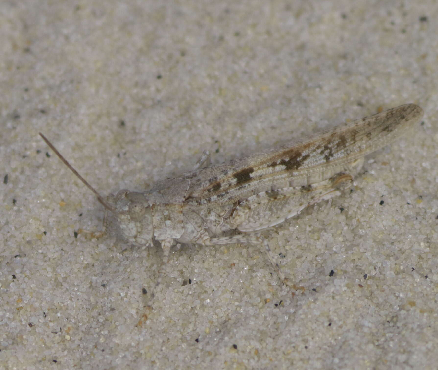 Image of Seaside Grasshopper