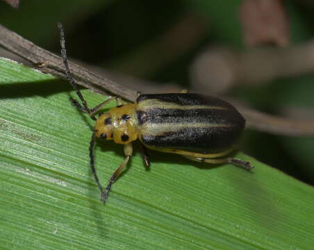 Image of Groundselbush Beetle