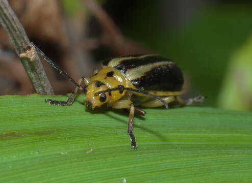 Trirhabda bacharidis (Weber 1801)的圖片