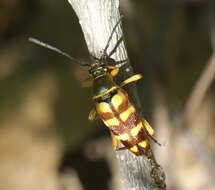 Image of Banded Longhorn