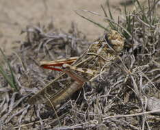 Xanthippus corallipes (Haldeman 1852)的圖片