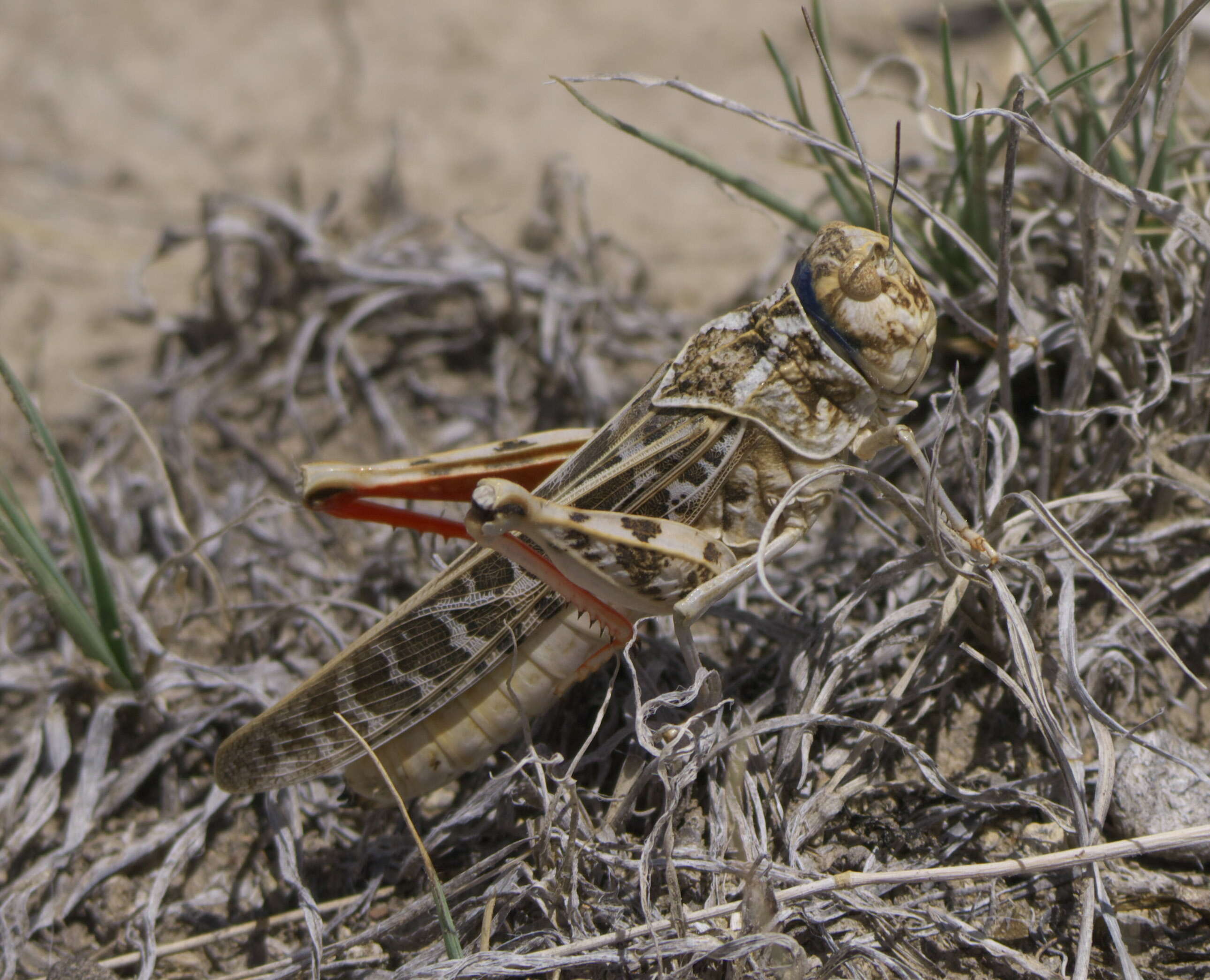 Xanthippus corallipes (Haldeman 1852)的圖片