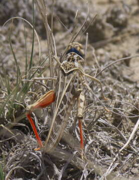 Image of Red-shanked Grasshopper