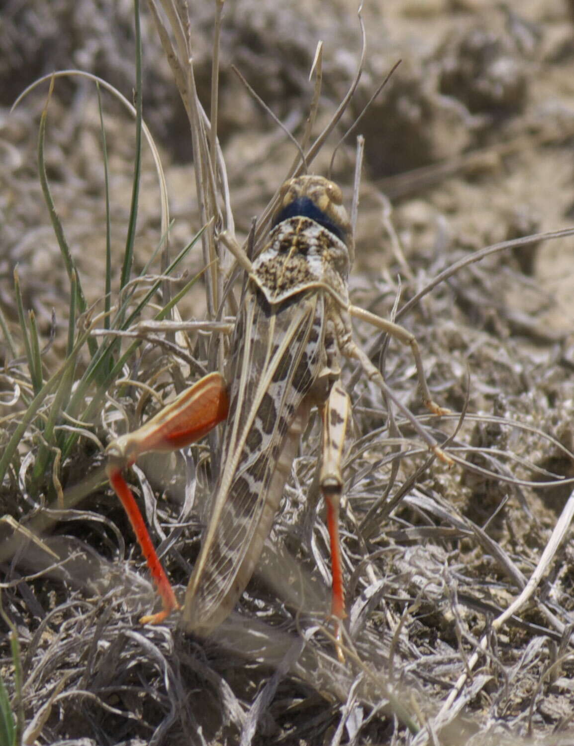 Xanthippus corallipes (Haldeman 1852)的圖片