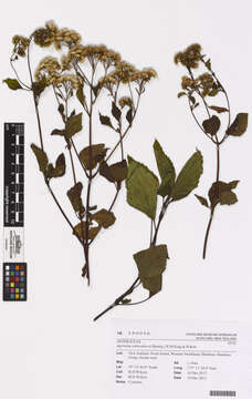 Image of sticky snakeroot